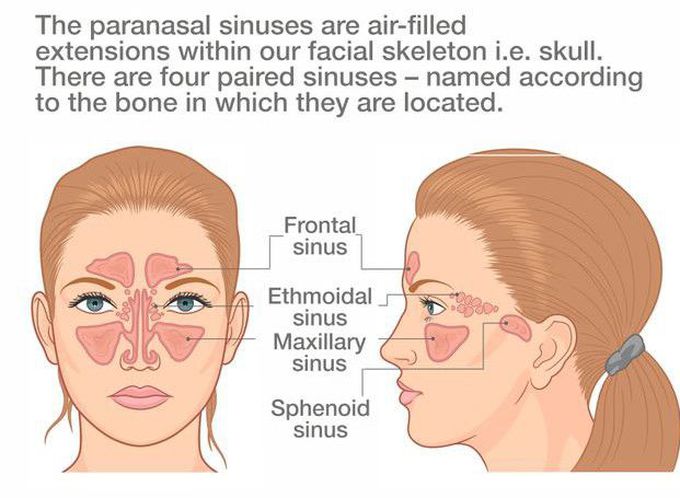 Paranasal Sinuses functions