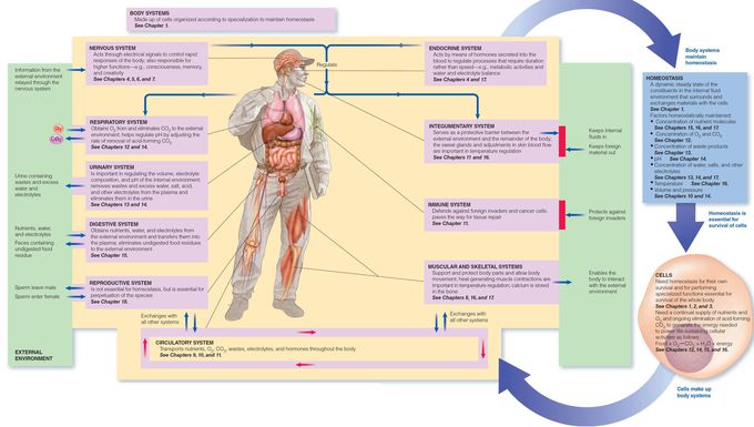 The body System
