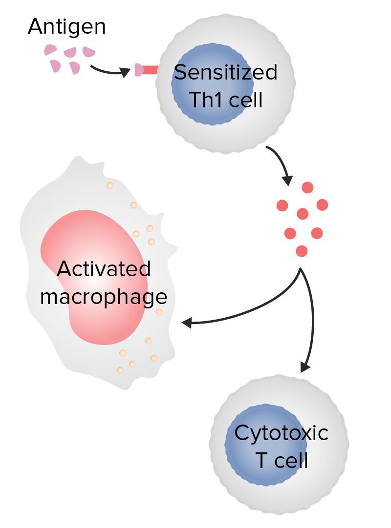 Type Iv Hypersensitivity - Medizzy