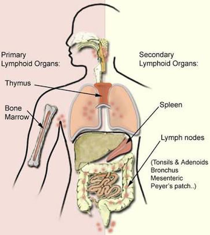 Lymphoid organs