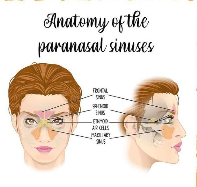 Anatomy of the Paranasal Sinuses