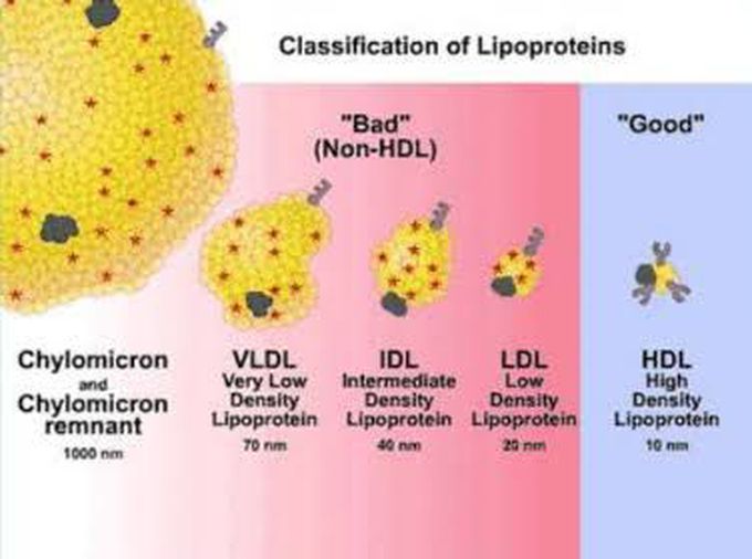 Lipoprotein Classification