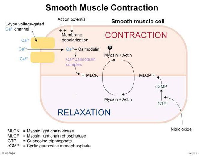 Smooth Muscle Contraction and Relaxation