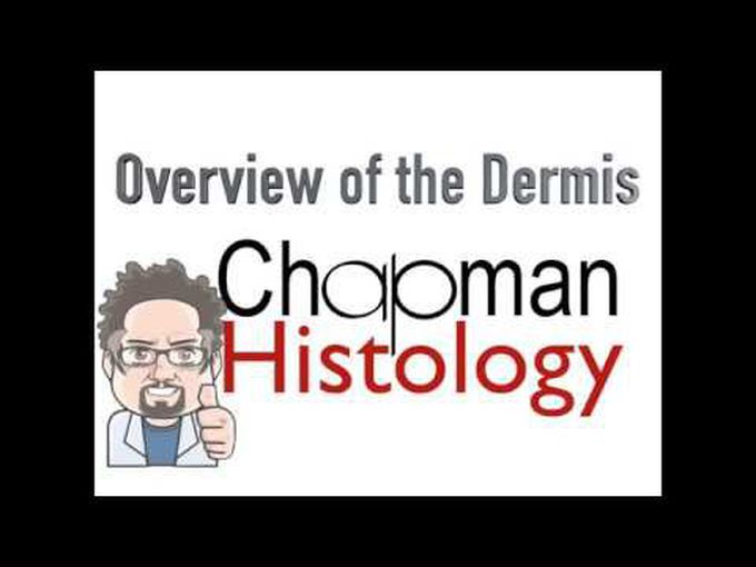 Integumentary System- Histology of Dermis
