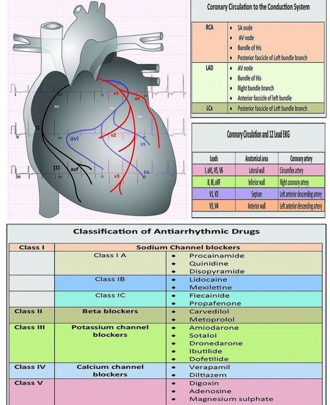 Classification of antiarrhythmic drugs - MEDizzy