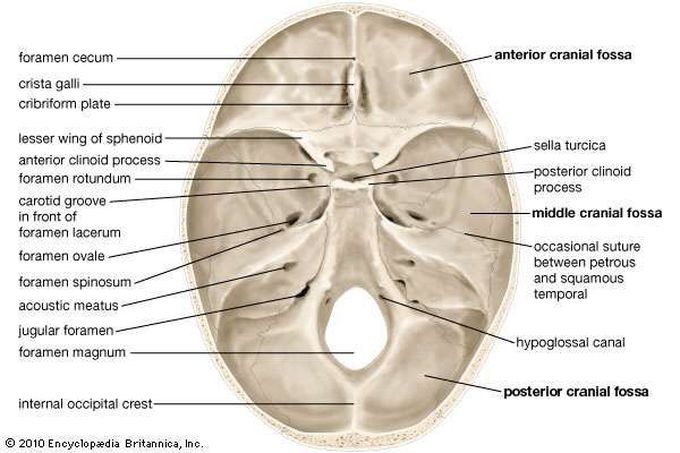 Skull anatomy