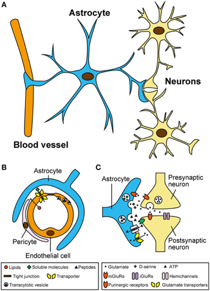 Astrocyte