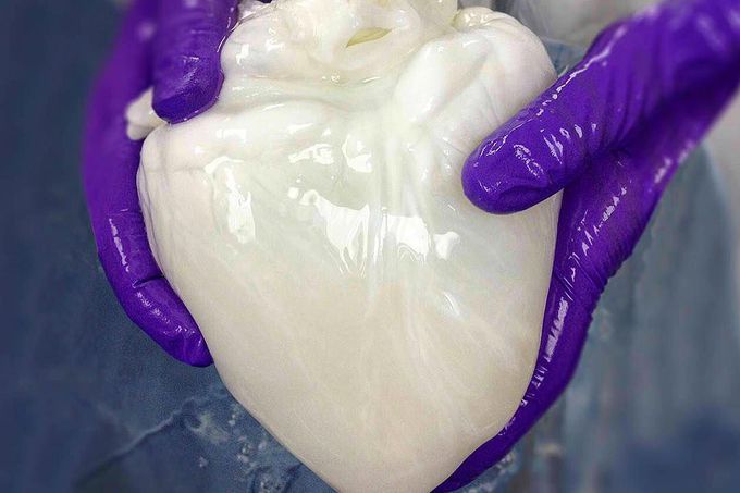 A ghost heart, or better yet, a decellularized heart!