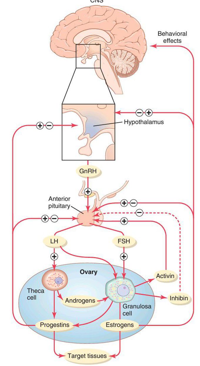 Hypothalamic-pituitaryovarian axis