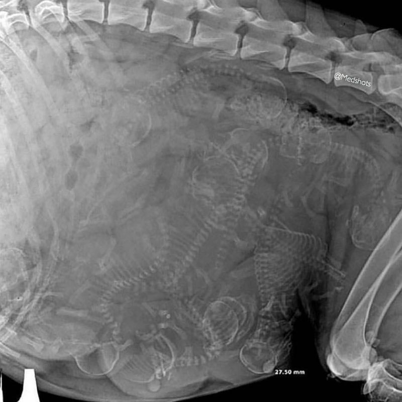 medizzy-unbelievable-shot-of-an-x-ray-taken-for-a-pregnant-dog