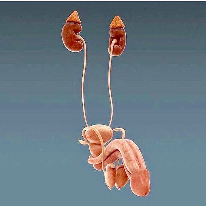 Urinogenital System of Male