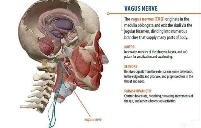 Vagus Nerve