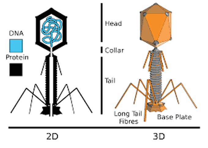 bacteriophage or simply phage definition