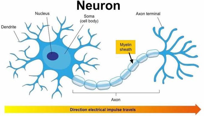 Parts of nerve cell