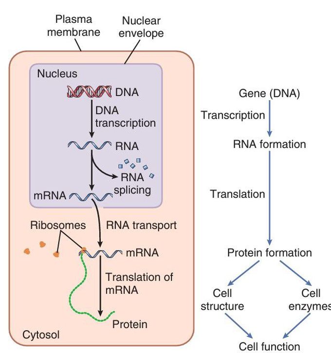 Genes and cell control