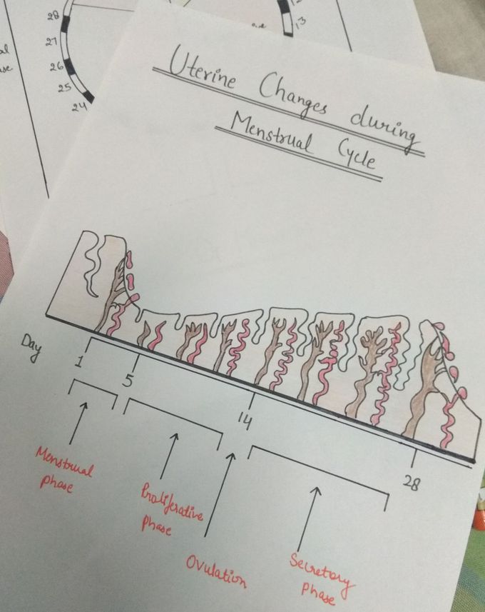 Changes during menses