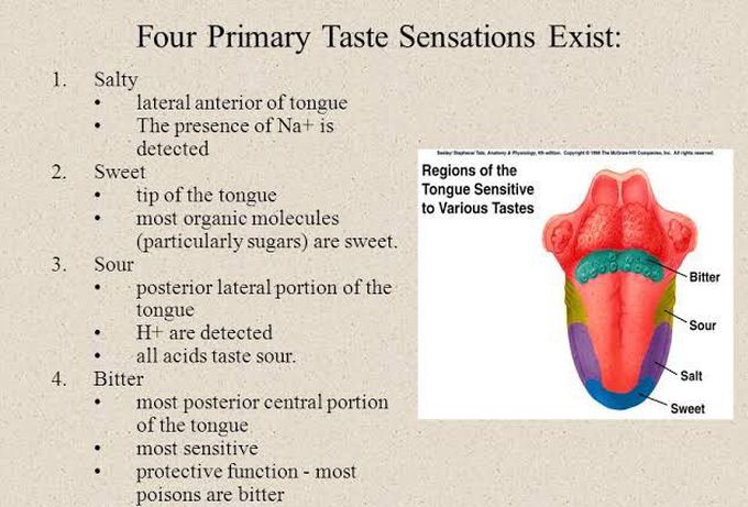 Taste buds on tongue