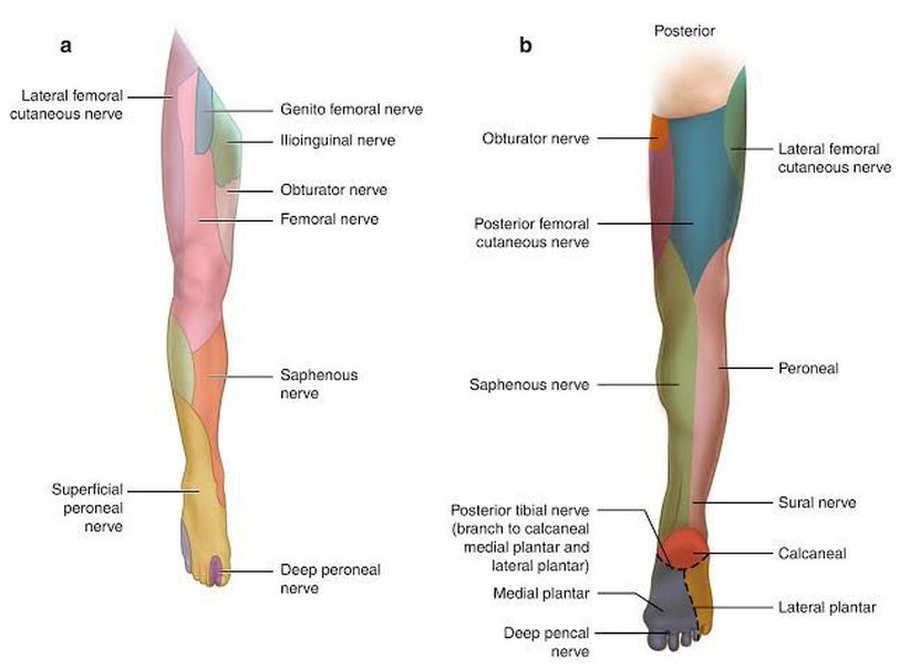 Femoral Nerve Medizzy