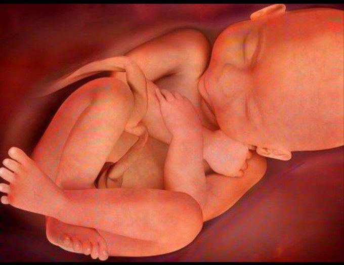 Embryo Art