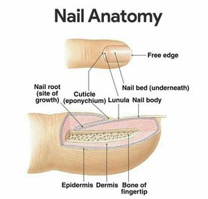 nail integument histology