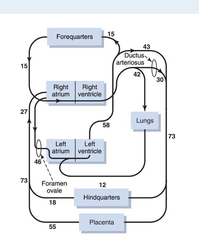 Fetal circulatory system