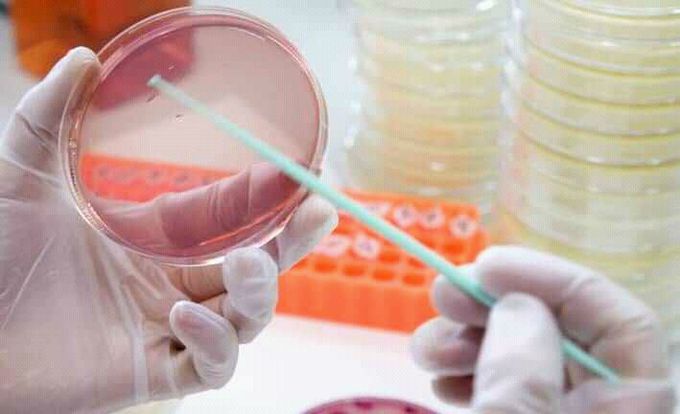 Species of bacteria