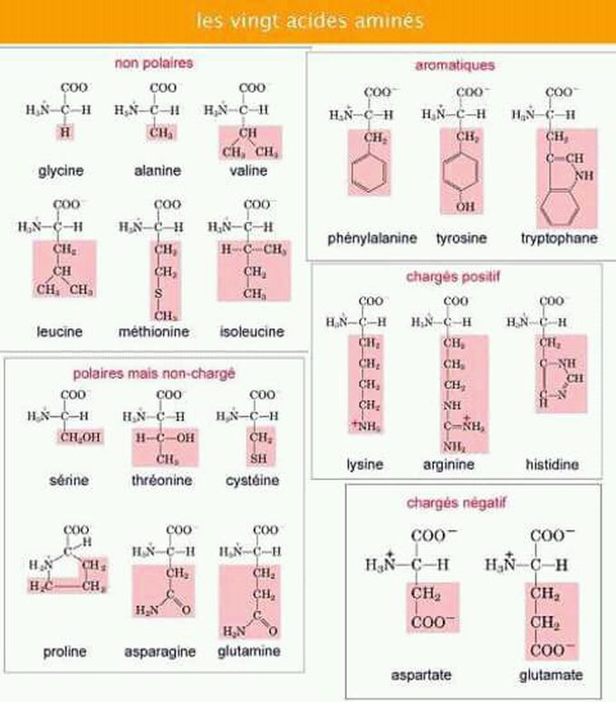 Biochimie structurale