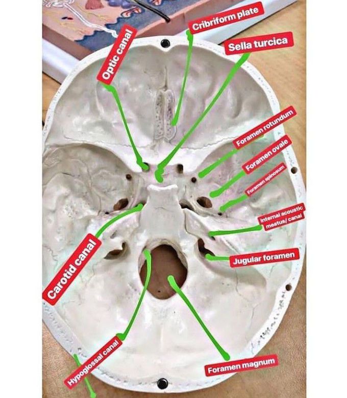 Anatomy of skull