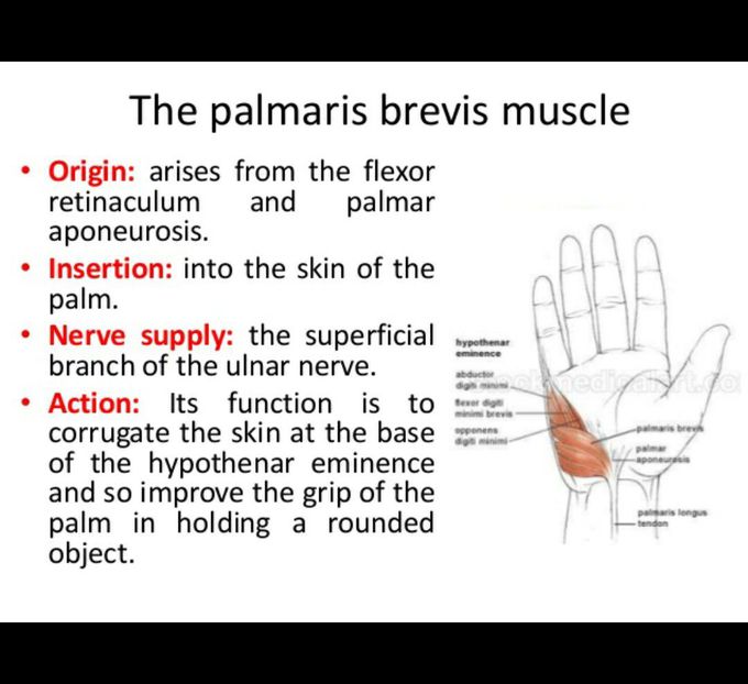 PALMARIS BREVIS the subcutaneous muscle