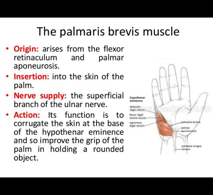 PALMARIS BREVIS the subcutaneous muscle - MEDizzy