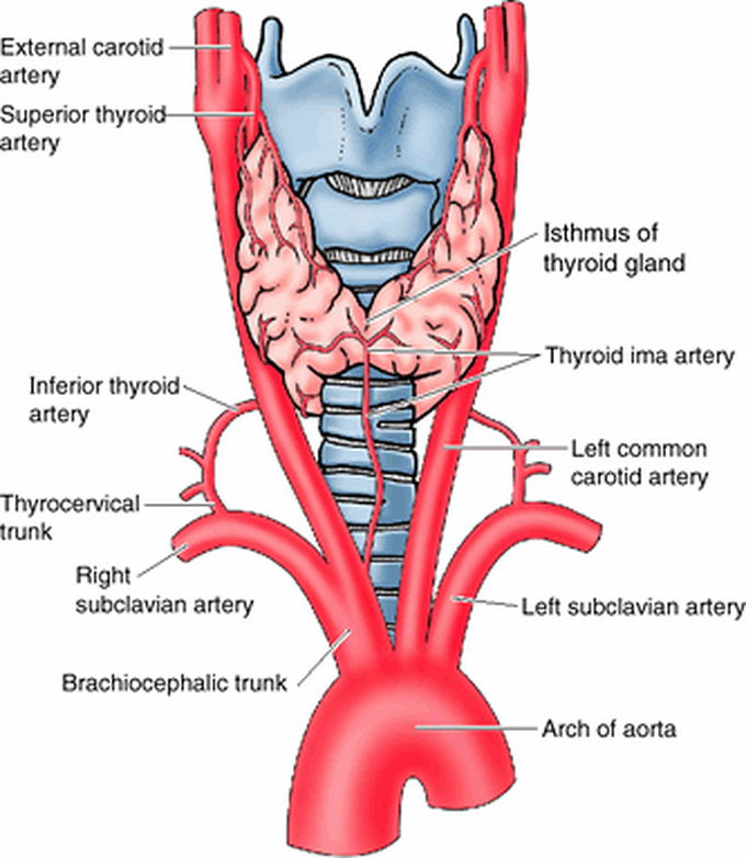 Артерии щитовидной железы a thyroidea ima. Щитовидная артерия анатомия.
