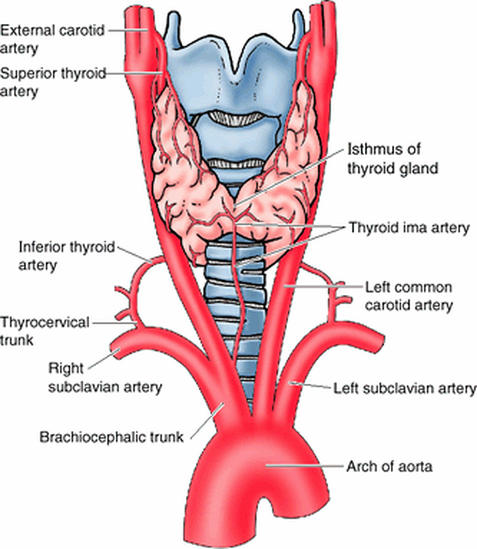 Щитовидной железы латынь. Thyroidea ima artery.