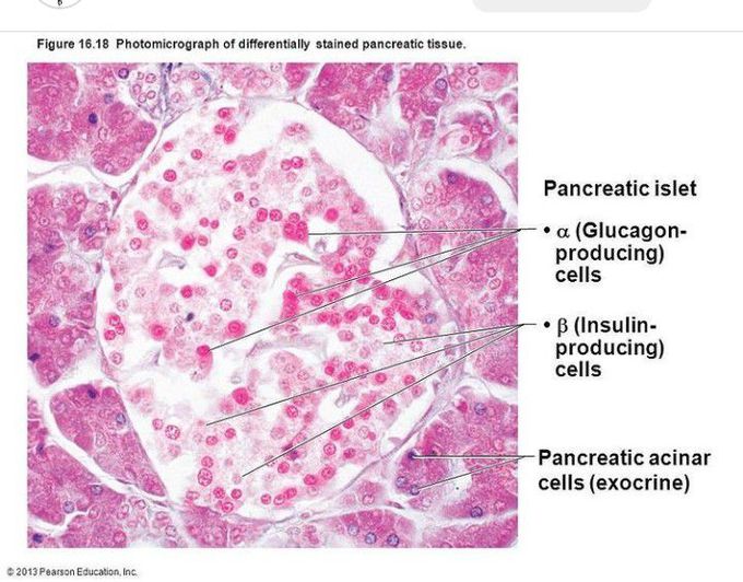Histology of Pancreas