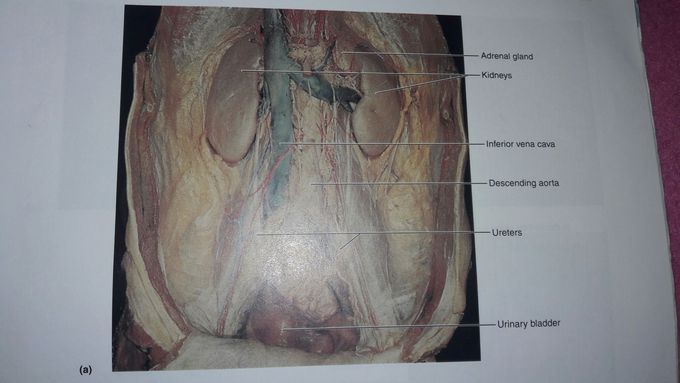Deep structures of the abdomin pelvic cavity