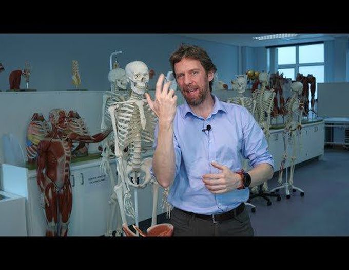Anterior forearm muscles (identifying)