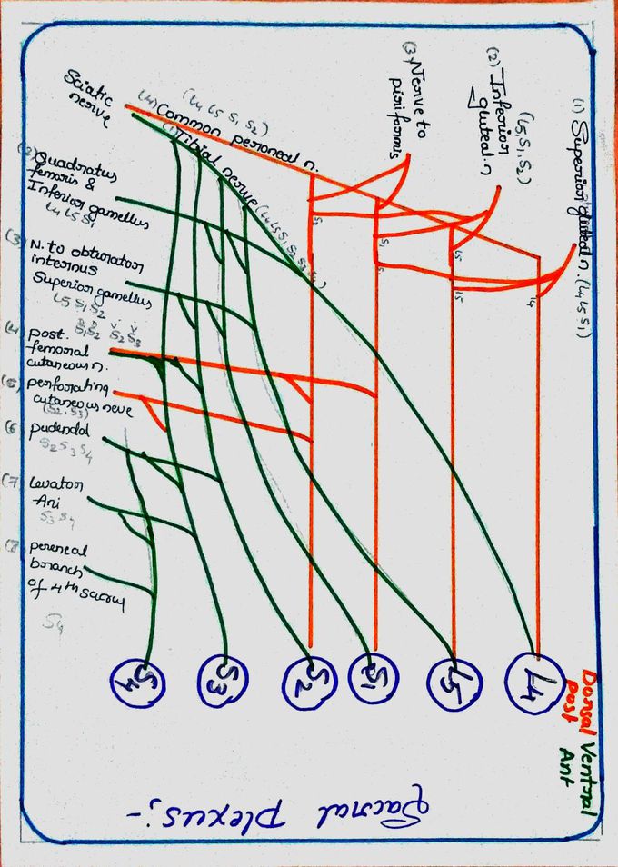 Sacral plexus