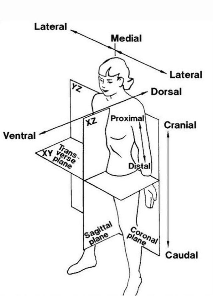 Anatomical locations and planes