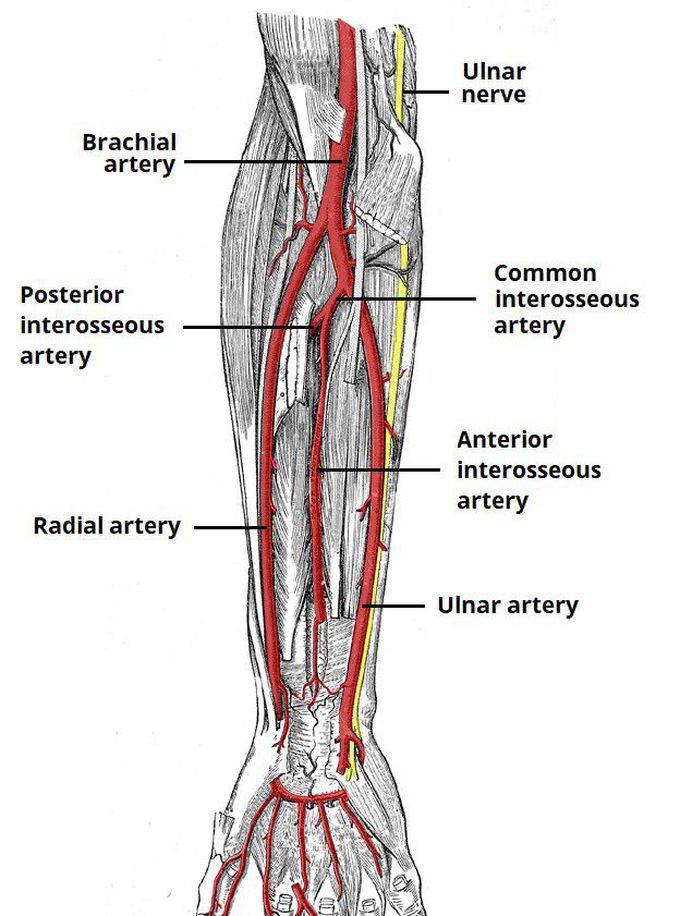 This is how blood supply of upper limb looks like!