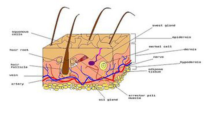 Thermoreceptors