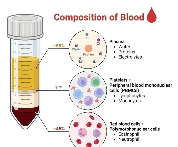 Composition of Blood