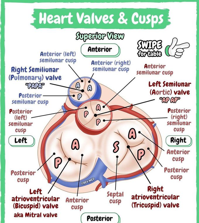 Heart Valves and Cusps