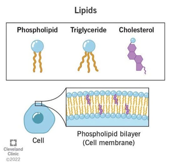 Lipids