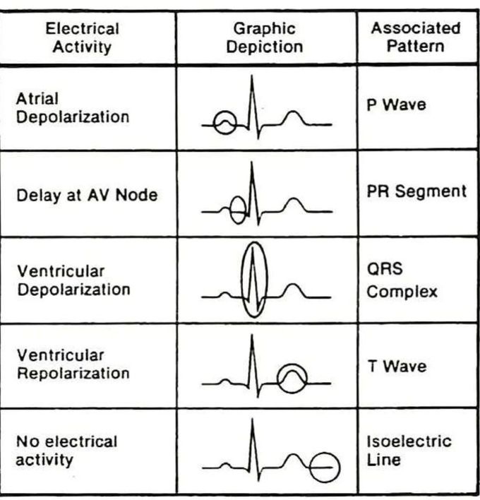 ECG Segments