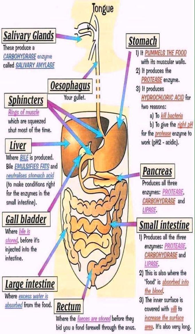 Human digestive system and sites of enzymes in the body