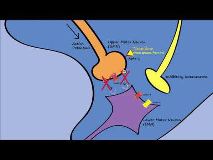 Muscle Relaxers-Pharmacology