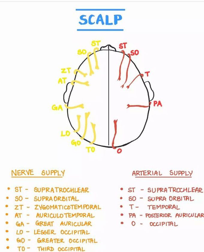 Arterial and nerve supply of scalp