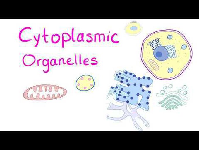 Cytoplasmic Organelles