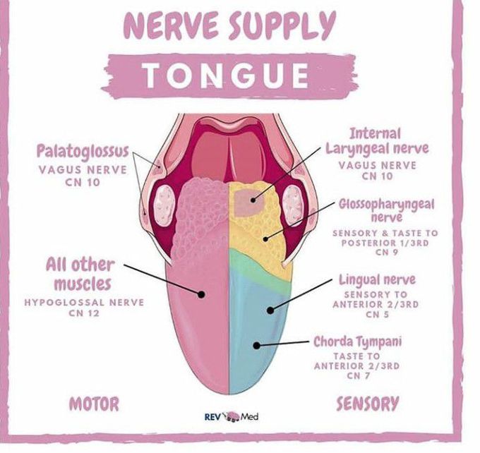 Tongue nerve supply