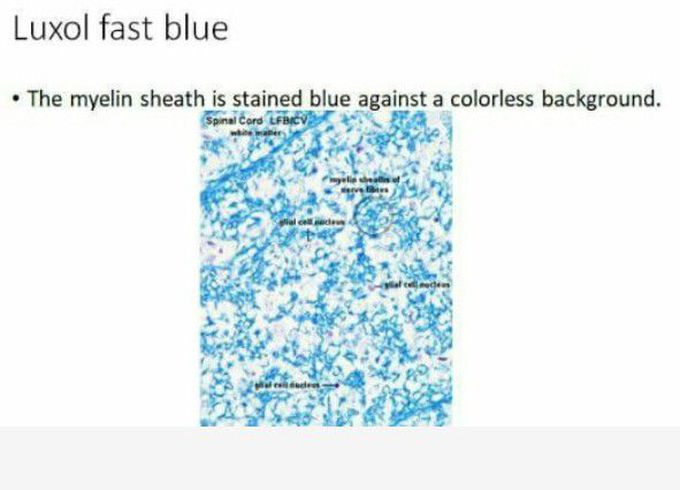 Luxol fast blue -stain