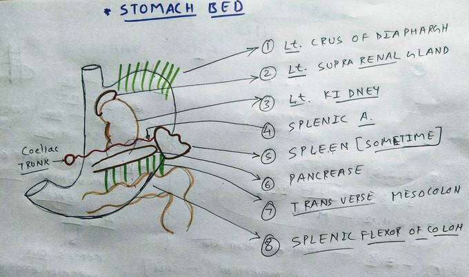 Stomach bed